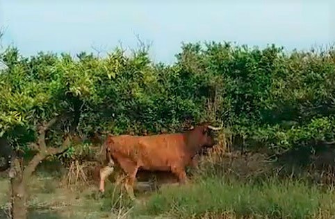 La vaca Rebeca reaparece en Burriana